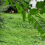 Belaj * Celje